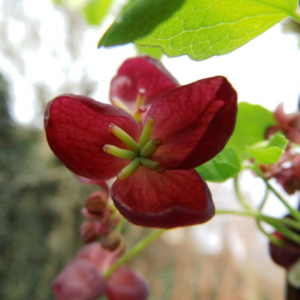 Akébia trojpočetná (Akebia trifoliata) - výška 60-80 cm, kont. C2L